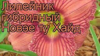 Лилейник гибридный Нoвэе ту Хайд (hemerocallis)  обзор: как сажать, саженцы лилейника Нoвэе ту Хайд