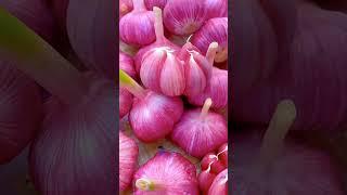 Harvesting Giant Red Garlic: Health Benefits of Eating Garlic