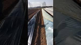 Chinese man and his dog team up to put down mulching film