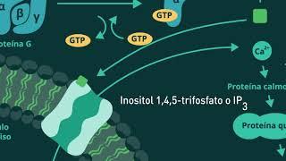 Receptores acoplados con proteína G y segundos mensajeros derivados de fosfatidilinositol