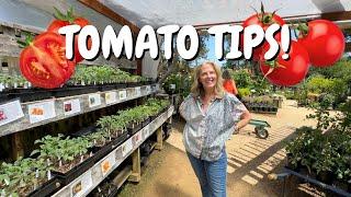 Tips for Growing Tomatoes in Northern California!