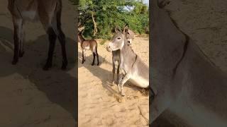 #donkey #animals #success #youtubeshorts