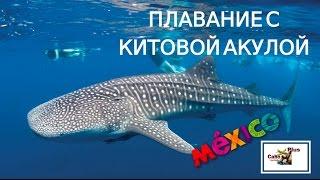 Плавание с Китовой Акулой в Лос Кабос-Мексика