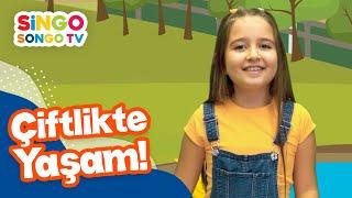 ÇİFTLİKTE YAŞAM - SİNGOSONGO TV I ÇOCUK ŞARKILARI 