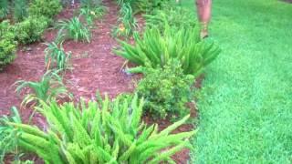 Foxtail Fern: Great garden addition