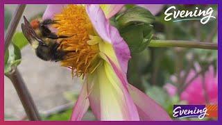 From cranky bird hater to bee enthusiast,  Tacoma author Matt Kracht shares his love/hate relationsh