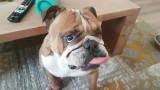 What does this bulldog wants...?! )))