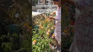 save Winter seeds #gardening #explore #shorts sh