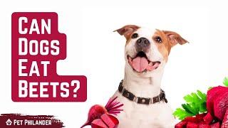 Can Dogs Eat Beets? Benefits of Beets for Dogs- pet philander