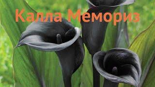 Калла обыкновенная Мемориз (calla memories)  калла Мемориз обзор: как сажать луковицы каллы Мемориз