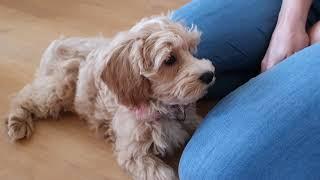 Elsa - Maltipoo Puppy - 12 Weeks old