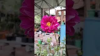 Flowers shorts  #status #reels #shorts #viral #trending #yt #homegarden #viralreels #viralshorts