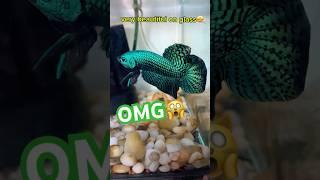 catching wild betta alien#betta #wildbetta #bettafishtank