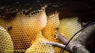 Wild Honeybee Nest Was Found in Forest, Kiev, Ukraine and Moved to Apiary.