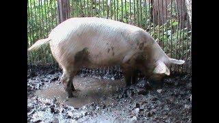 Вес большой белой свиньи в год / Weight of a large white pig per year