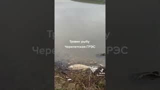 Травят рыбу. Черепетское водохранилище. Черепетская ГРЭС