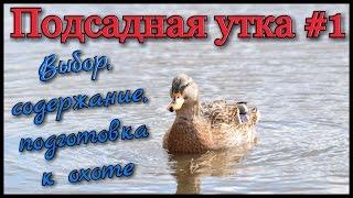 Подсадная утка и охота с ней #1. Выбор утки и её подготовка к охоте. Ногавка для подсадной утки.