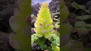 Сказка природы. Растения в объективе. A tale of nature. Plants in the lens.