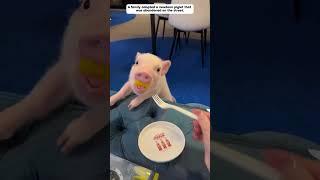 A family adopted an abandoned newborn piglet.