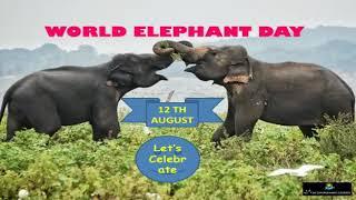 World Elephant Day | Dr. Manas Ranjan Senapati | The Environment Express