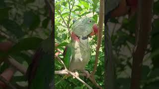mithu ️ #parrot #talkingparot #birds #talkingparrot #parrotplaytime #cute #funny #cutebird #cutep
