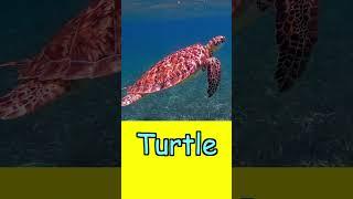High Speed Flash Card - Ocean Animals; Heguru, Shichida; Right Brain Stimulation Training