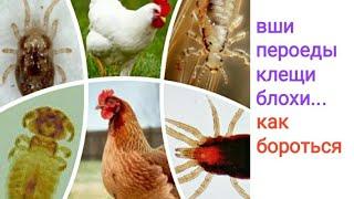 Красный куриный клещ, вши, блохи... и как с ними бороться...