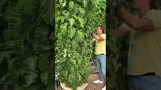 Daily harvest from our vertical farm using Tower Garden aeroponic systems!