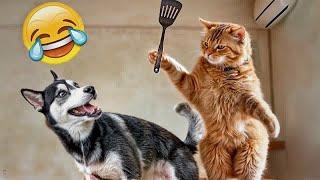 Funniest Cats  Best Funniest Catss Video 2024 