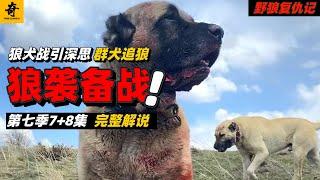 大型紀錄片【野狼復仇記】第七季07-08集，牧區群犬追擊野狼，卻中了調虎離山之計，狼襲備戰開始，狼犬之戰引深思#坎高犬#狼#牧羊犬#狗#狼群#土耳其#动物世界#動物解説#動物世界
