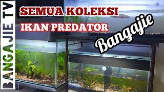 Review semua koleksi ikan Predator Bangajie