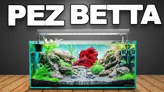 Construí un Ecosistema para un Pez Betta