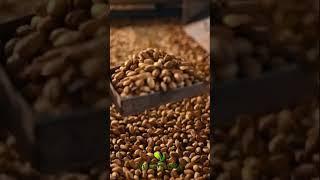 Pistachio Farm for Sale - Pistactio Orchard Investment in Turkey