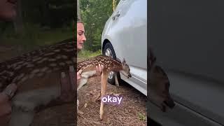 Girl finds baby deer stuck under her car
