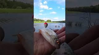 РЫБАЛКА НА ПОПЛАВОК. ЛОВИМ ЩУКУ НА ЖИВЦА. #shorts #рыбалка #fishing #щука #рыба