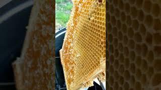 How beekeepers are (not) processing the honey 