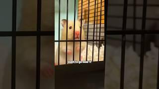 What to do if your dad hates hamsters  #shortvideo #loverescue #cute #lovestory #animals #dad