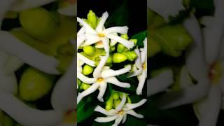 Coral Jasmine  #gardening #gardenAkhi