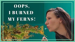 Fern Maintenance | Save a Dying Fern | Soooo Much Crisping 