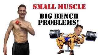 Pec Minor - Small Muscle, Big Bench Press Problems