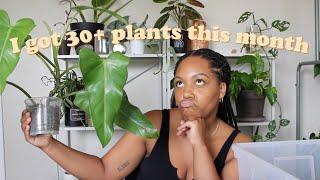 HUGE Houseplant Haul | Common and Rare Houseplants