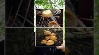ЧТО НЕ СТОИТ ПОКУПАТЬ НА РЫНКЕ | ДМИТРИЙ ДЯГИЛЕВ