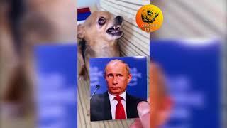 Чихуахуа - Путин В.В. / Chihuahua - Putin V.V. 2021