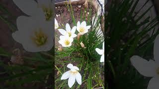 Rainy rain lilly #explore #gardening #shorts