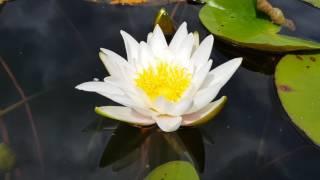 нимфея Marliacea Albida (nymphaea Marliacea Albida), нимфея альбида