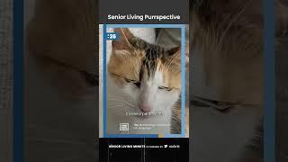 Senior Living Purrspective