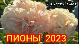 Цветение пионов 11 мая 2023 года / Сад Ворошиловой