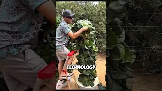 Farmers will make thousands of dollars if they start using this method #shortvideo #shorts