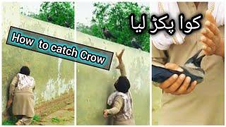 Catching Crow Technic  #crowvideo #natgeo #naturelovers #birdsounds #birds #birdscage #viral #pk