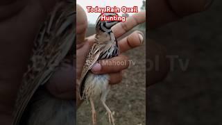 Today quail hunting 2025